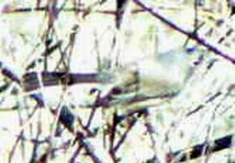 Black-capped Gnatcatcher