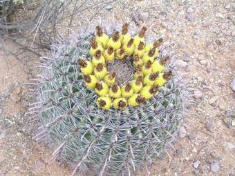 Fish hook cactus