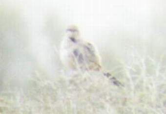 Le Conte's Thrasher