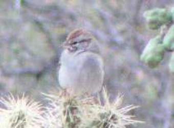 Rufous-winged Sparrow