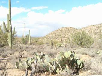 Saguaro National Monument