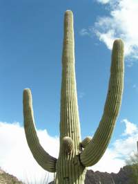 Saguaro Cactus