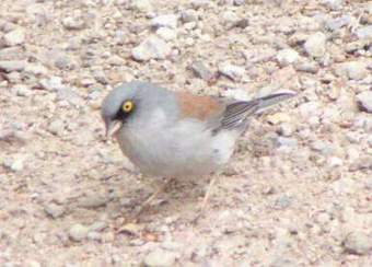 Yellow eyed Junco