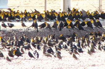 Yellow-headed Blackbirds