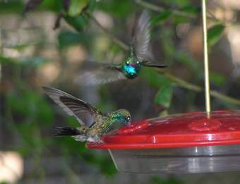 Broad-billed Hummingbird