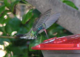 Broad-billed Hummingbird