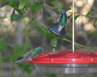 Broad-billed Hummingbird, again!