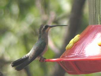 Blue-throated Hummingbird