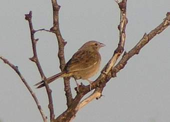 Botteri's Sparrow