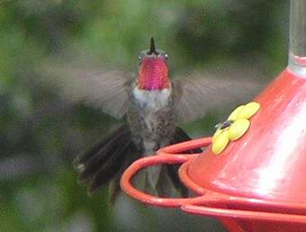 Broad-tailed Hummingbird