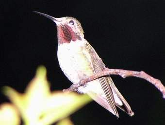 Broad-tailed Hummingbird