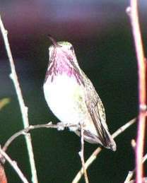 Calliope Hummingbird