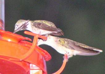 Calliope Hummingbird at feeder