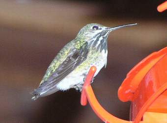 One more Calliope Hummingbird!