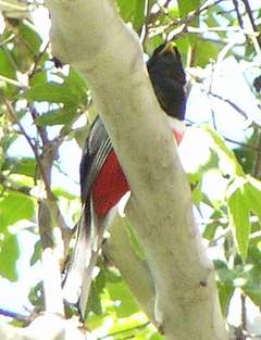 Elegant Trogon