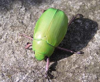 Green beetle