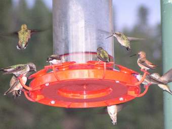 Lots of hummingbirds at feeder