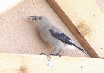 Clark's Nutcracker