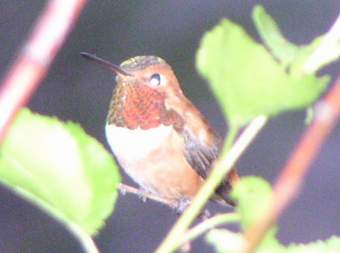 Rufous Hummingbird