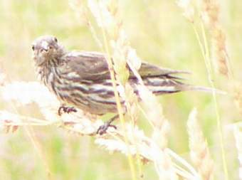 Pine Siskin