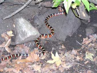 Sonoran Mountain Kingsnake