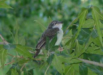 Fledgling Thick-billed Kingbird