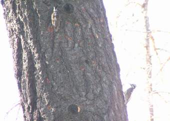 Three-toed Woodpeckers