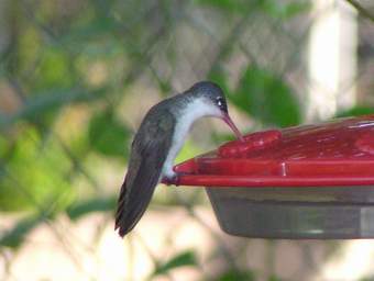 Violet-crowned Hummingbird