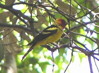 Western Tanager