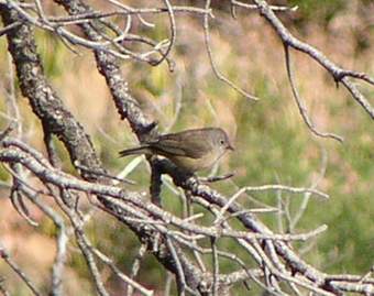 Colima Warbler