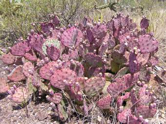 Purple Prickly Pear Cactus