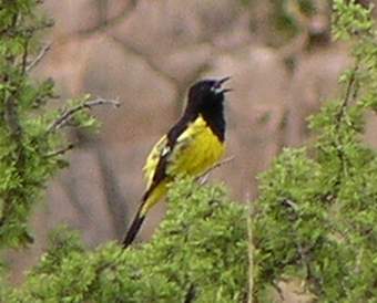 Scotts Oriole singing.