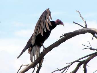 Turkey Vulture