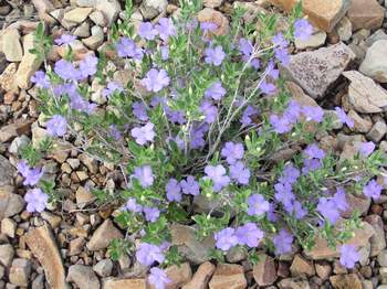 Desert Ruellia