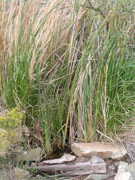 Cattails at Oak Spring