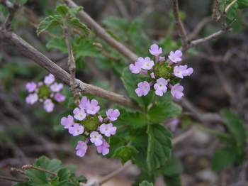 Lantana