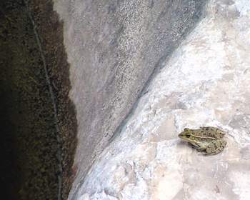 Rio Grand Leopard Frog