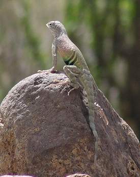 Southwestern Earless Lizard, male