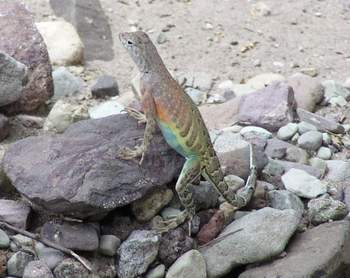 Southwestern Earless Lizard, female