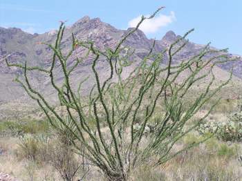 Ocotillo