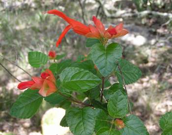 Mountain Sage