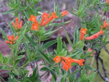 Scarlet Bourvardia