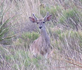 Carmen Mountain White-tailed Deer