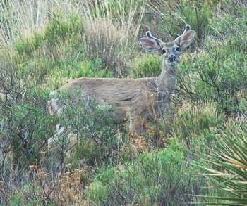 Carmen Mountains White-tailed deer, © 2006 C. Amos