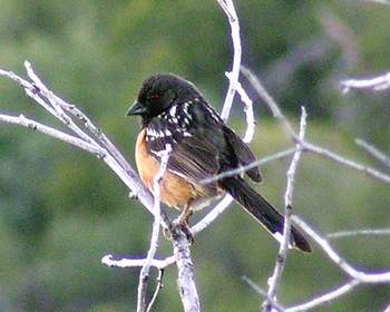 Spotted Towhee