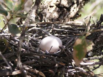 Band-tailed Pigeons nest and egg