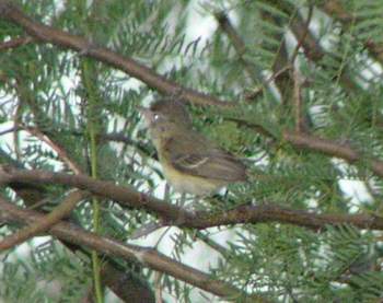 Bell's Vireo