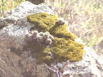 Cactus growing with moss on a rock