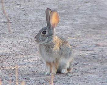 Desert Cottontail