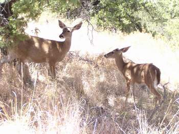 Pair of Carmen Mountain White-tailed Deer